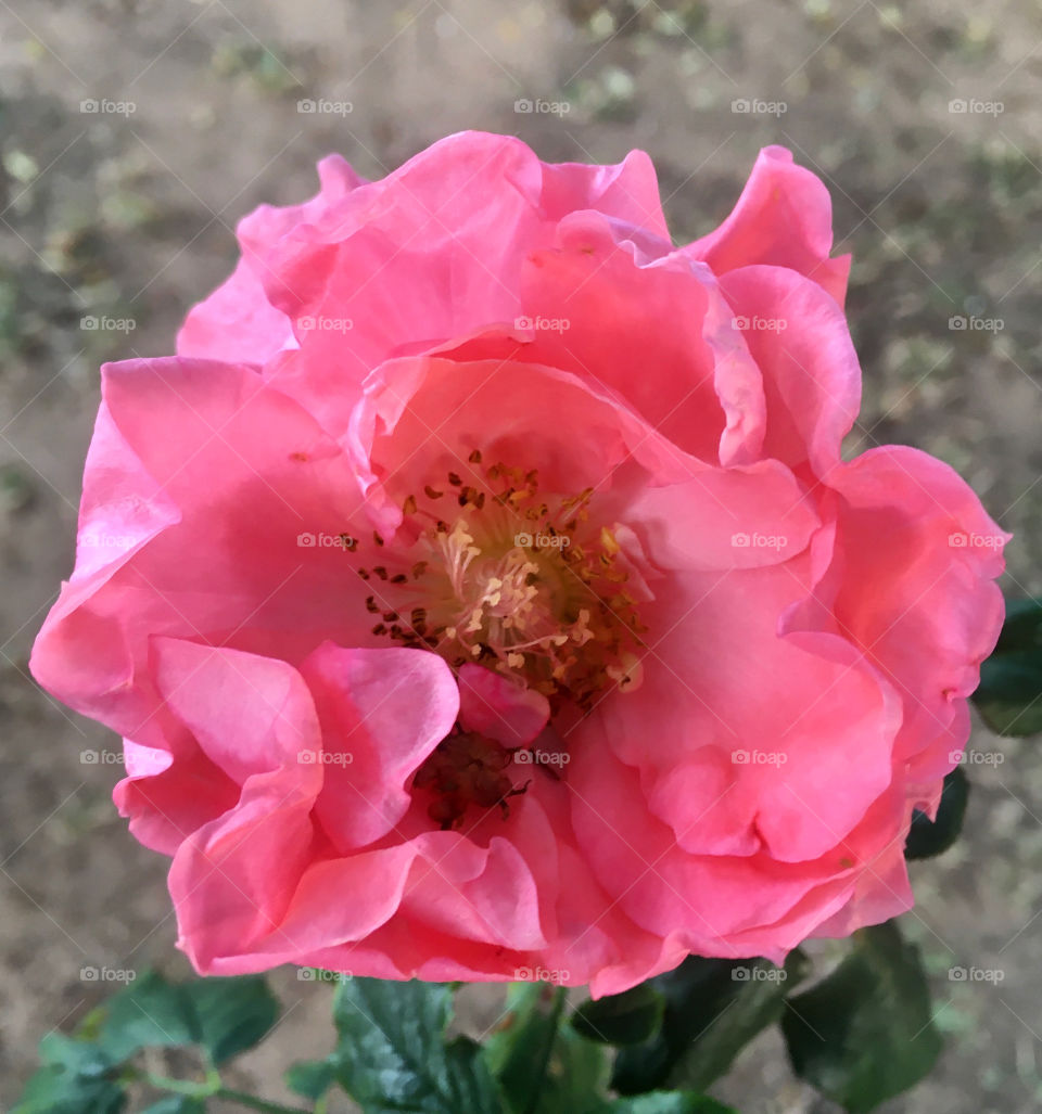 🌹 🇺🇸 Very beautiful flowers to brighten our day.  Live nature and its beauty. Did you like the delicate petals? / 🇧🇷 Flores muito bonitas para alegrar nosso dia. Viva a natureza e sua beleza. Gostaram das pétalas delicadas? 