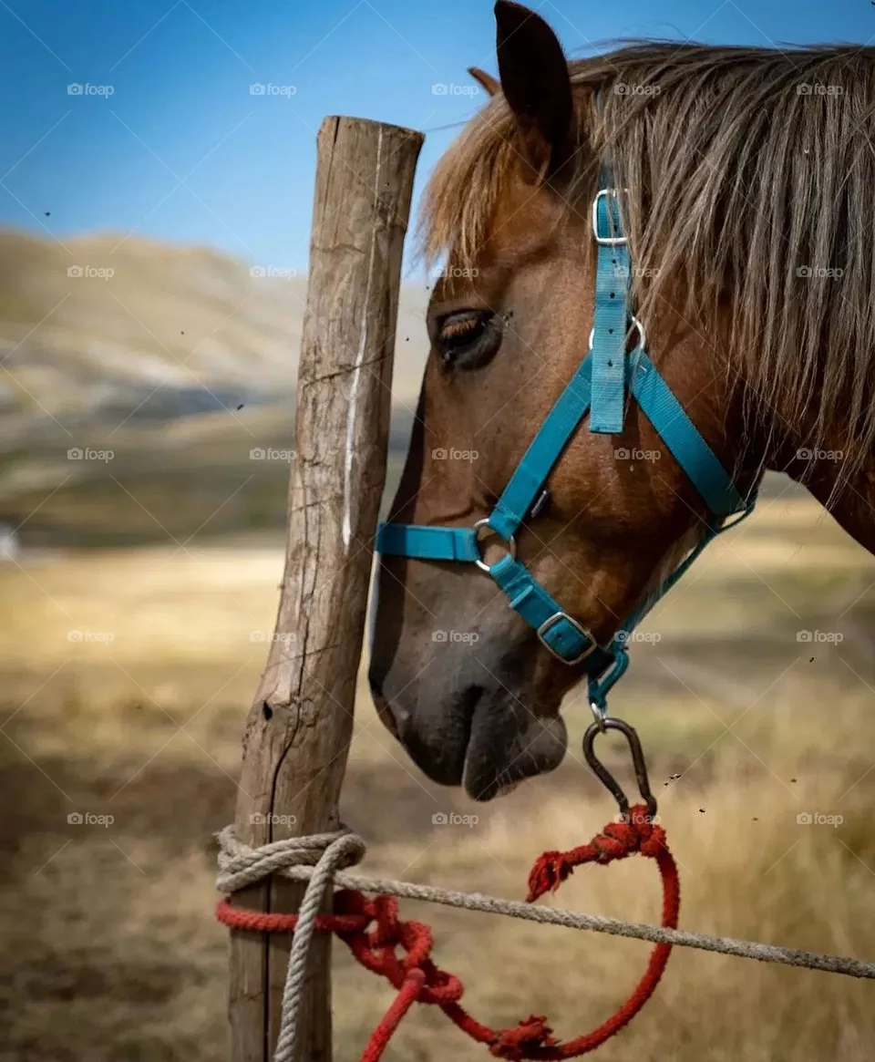 Horse rest