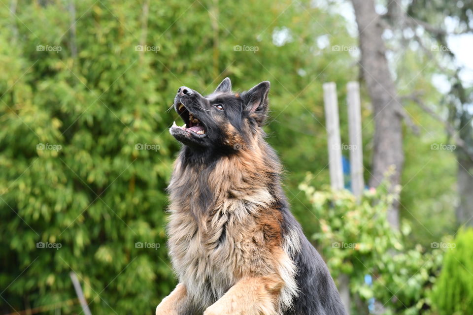 German berger in a garden