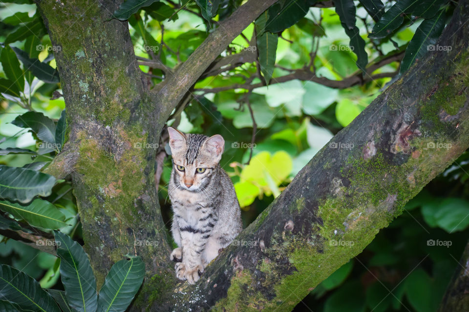 Cute cat sitting on tree.
There is no limit when we love someone.  The charm of the wonders of nature is very attractive.  Nature has created a different beautiful world.