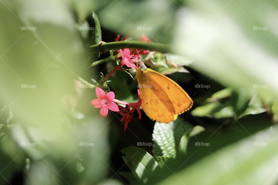 Ein leuchtend gelber Schmetterling (Phoebis agarithe) sitzt auf einer tropischen Blüte, halb verborgen zwischen den Blättern.