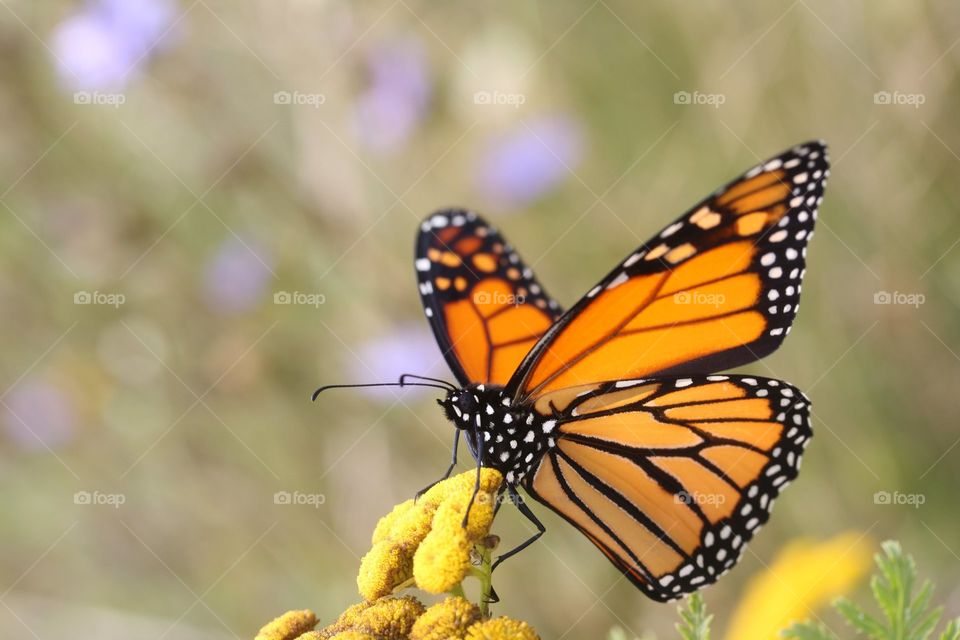 Monarch butterfly