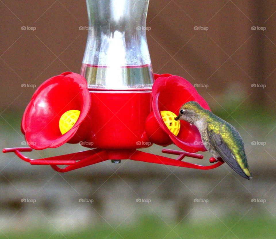 Anna hummingbird feeding