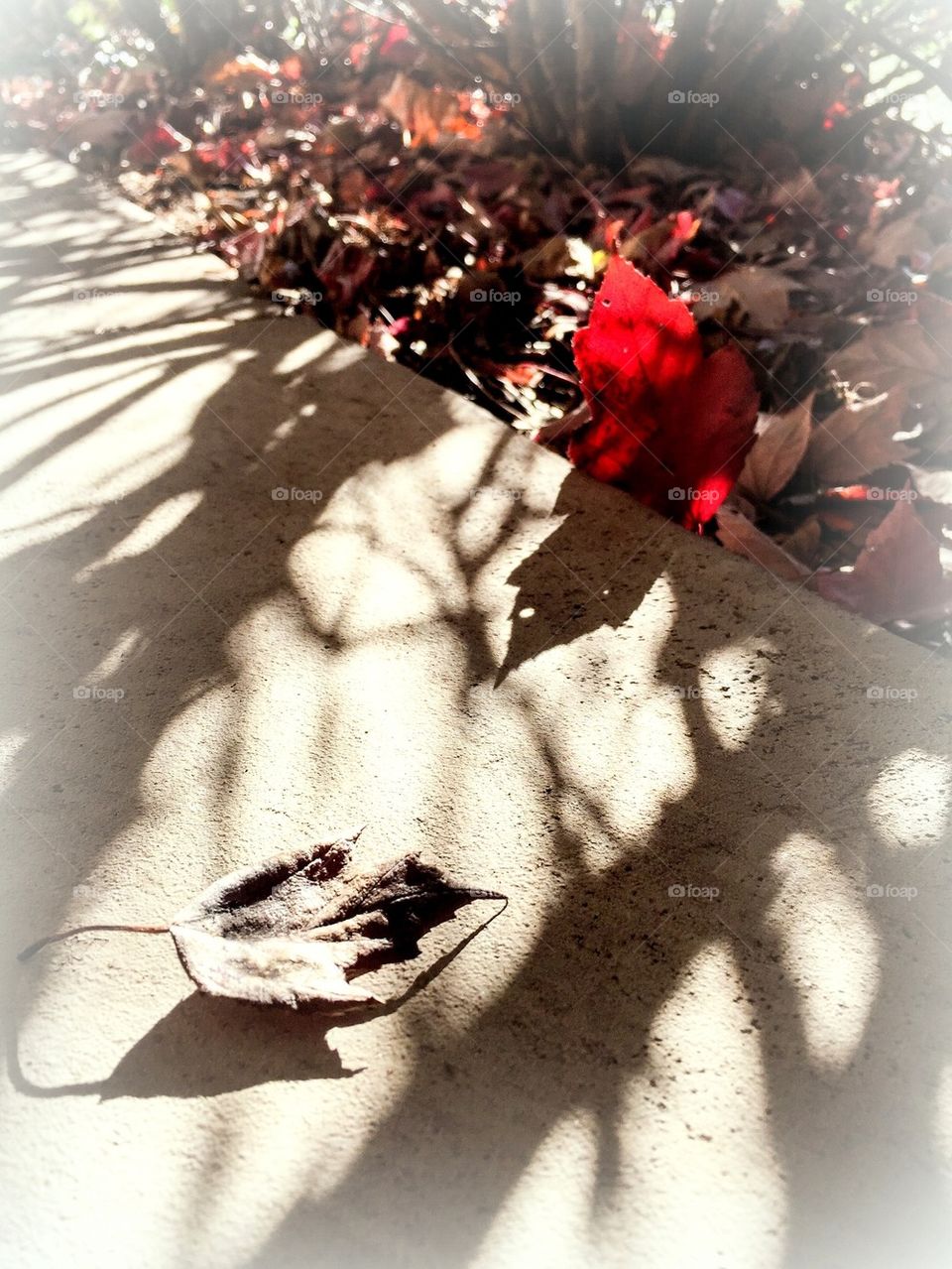 There is beauty in black and white and brown and color...appreciate diversity!