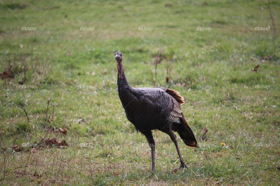 Wild Turkey