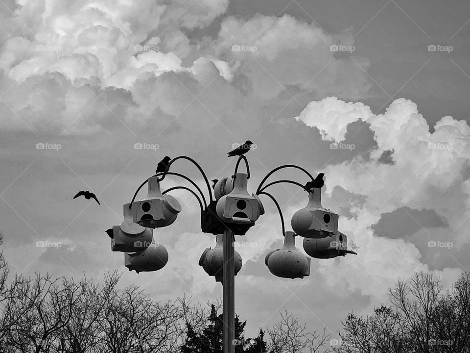 Purple martins 