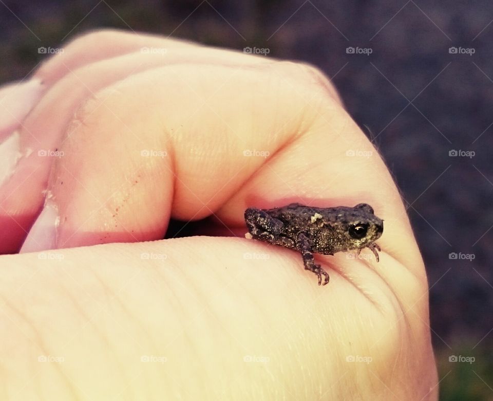 Tiny frog