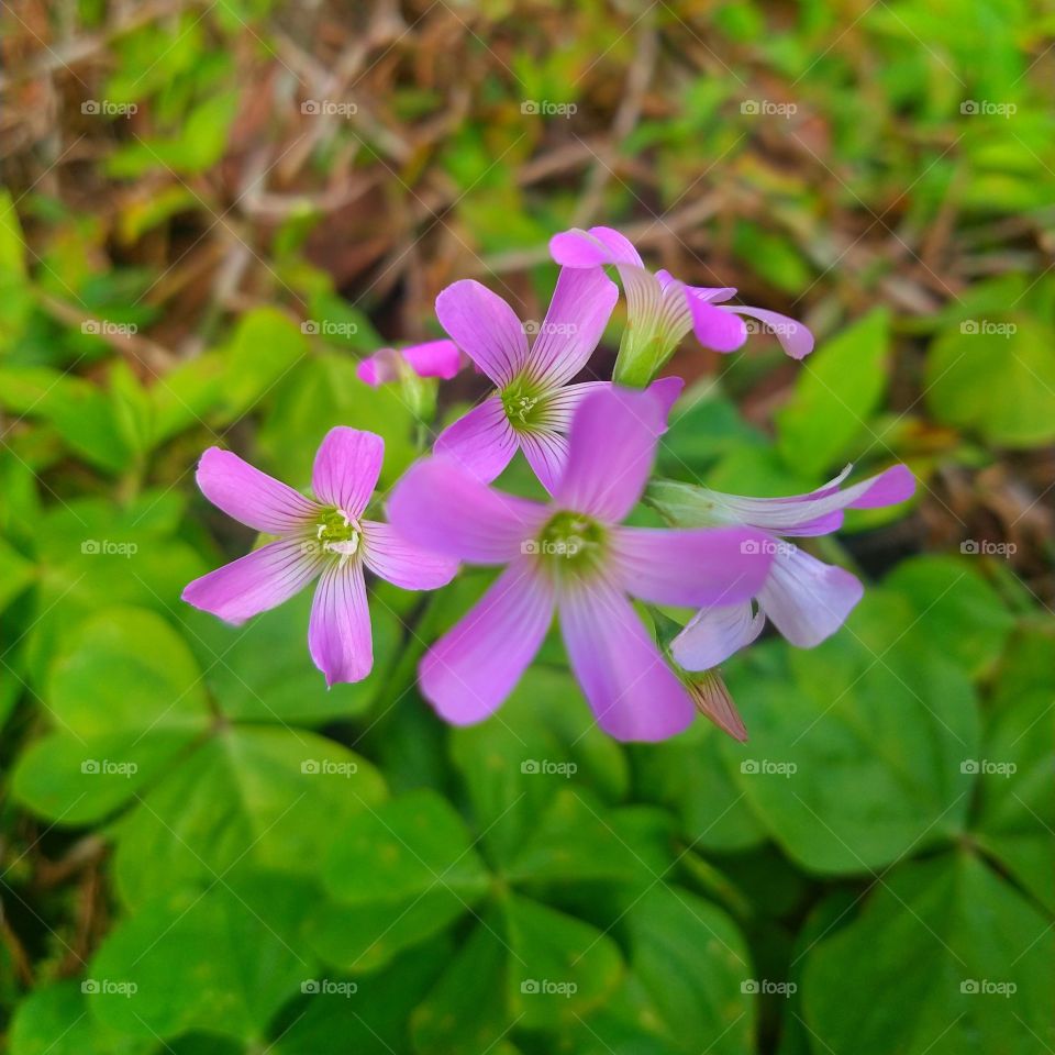 flor