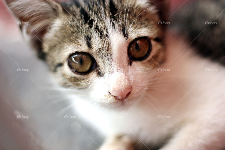 baby cat close up