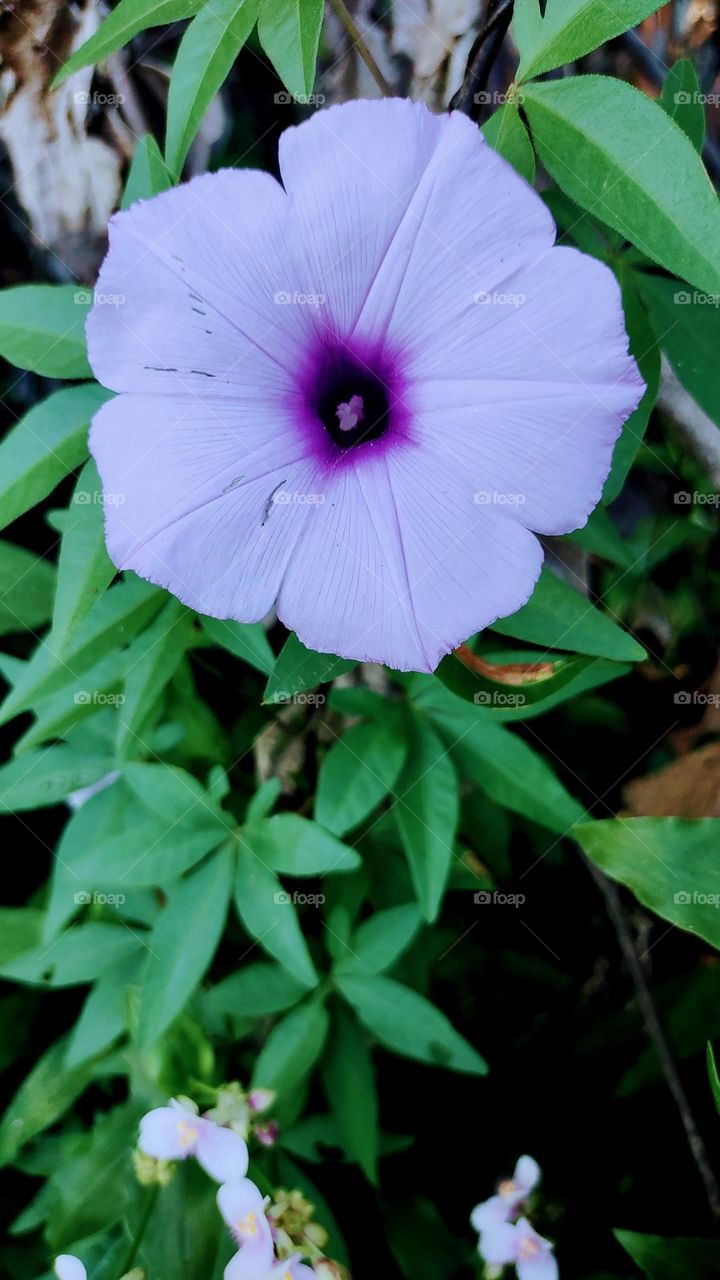 Ipomoea cairica