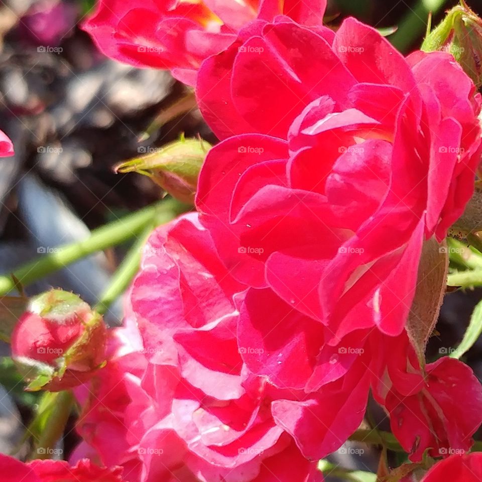 bright pink roses