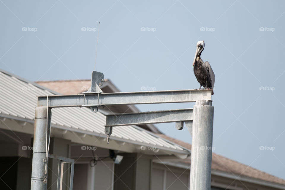 No Person, Outdoors, Daylight, Bird, Building