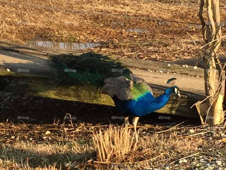 Pretty Peacock 