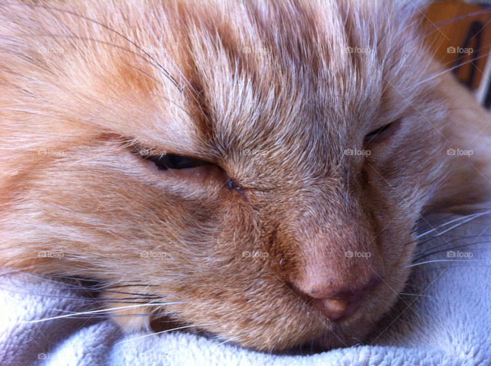 cat katt didde by MagnusPm