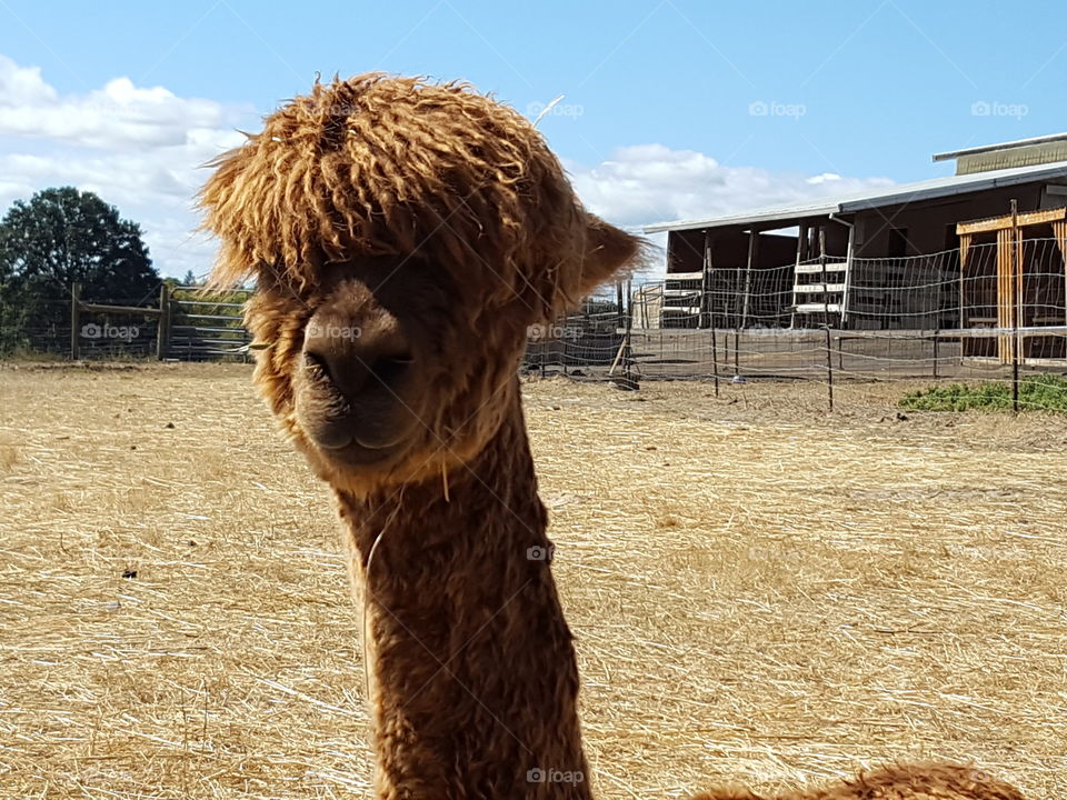 Close-up of a alpaca