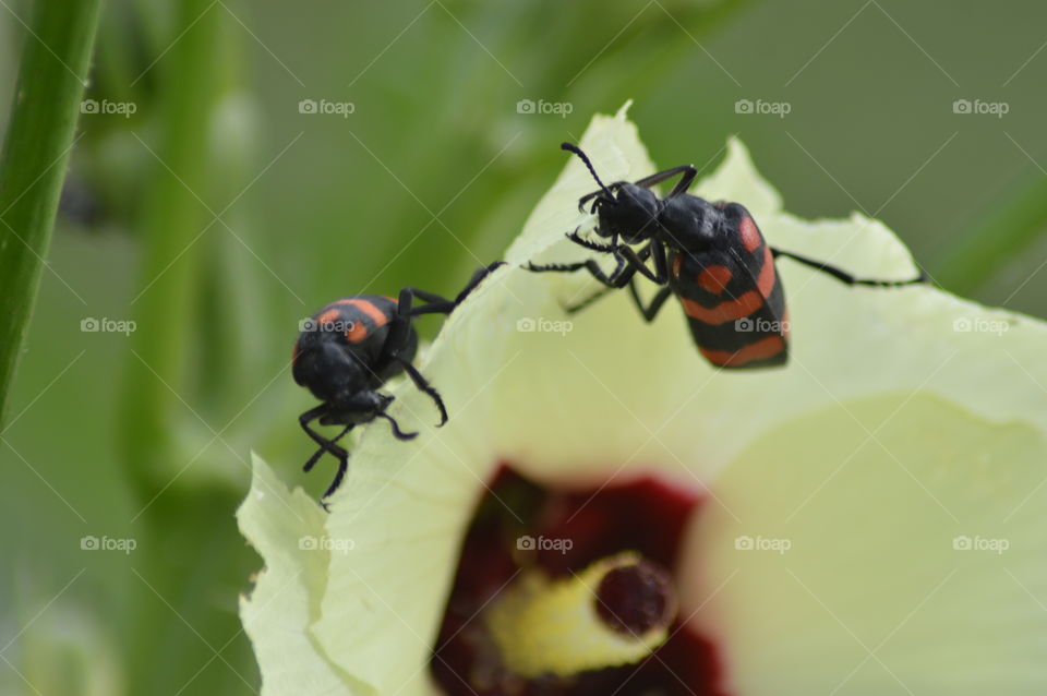 insact Animal forest