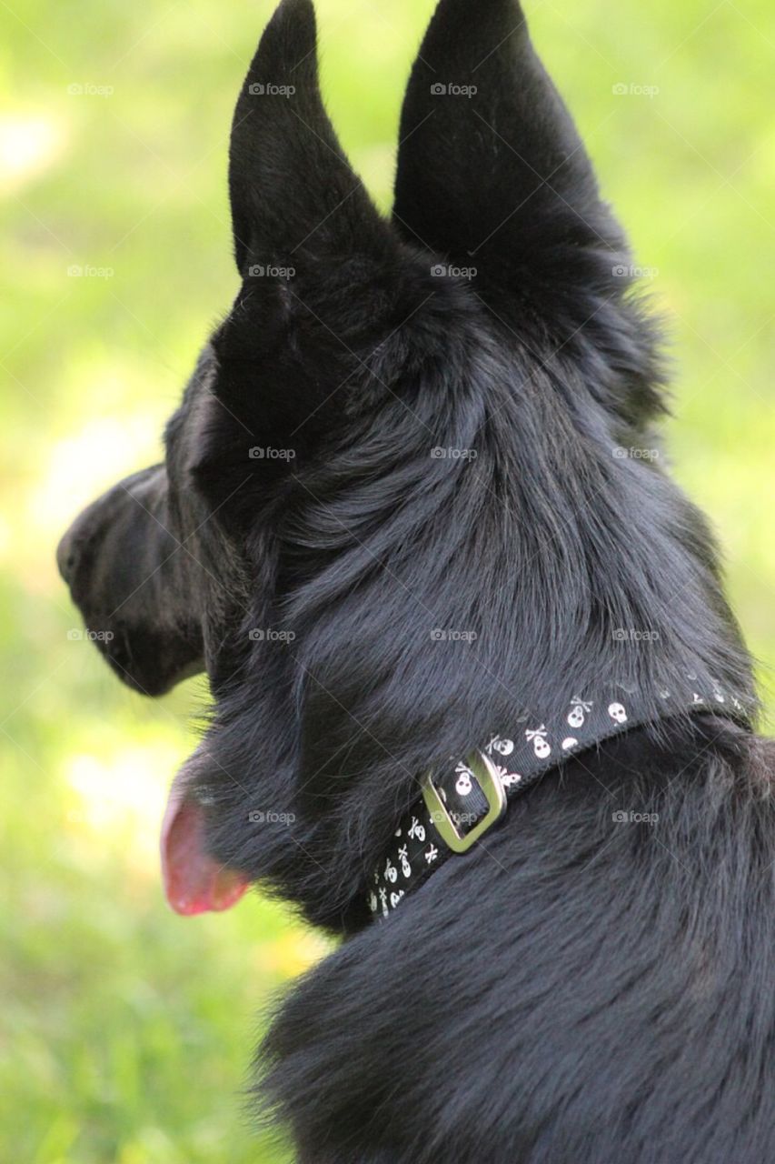 Our German Shepherd sitting patiently in the yard. 