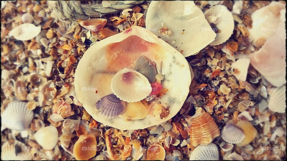 seashells. beach shells are very positive and make me happy like a child. love to collect them