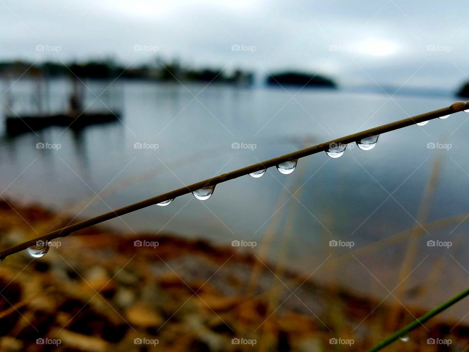 raindrops on grass by lake.