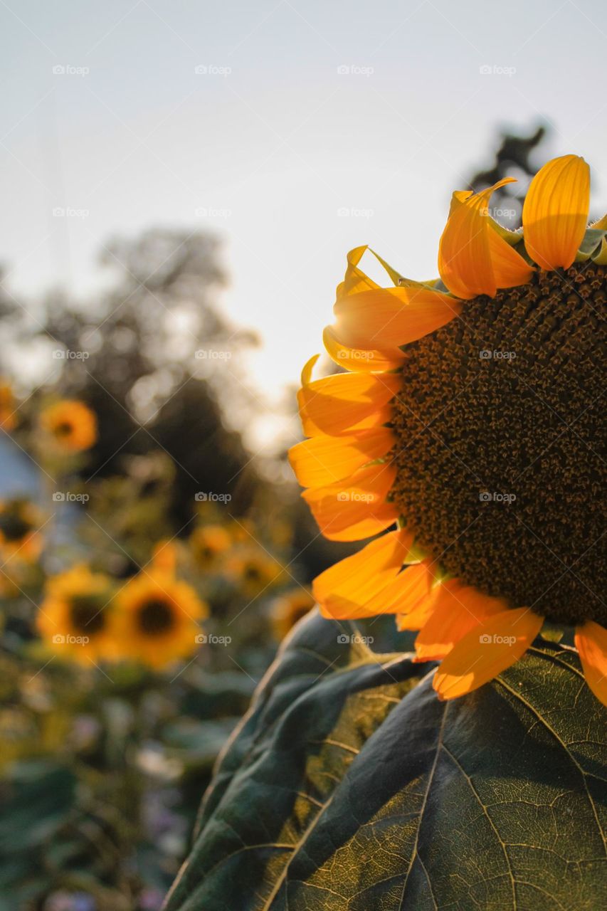 sunflowers in Ukrainian village