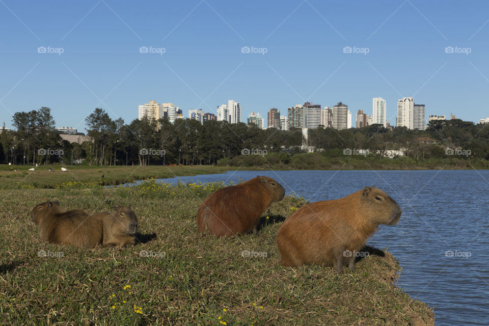 Barigui Park in Curitiba Parana Brazil.