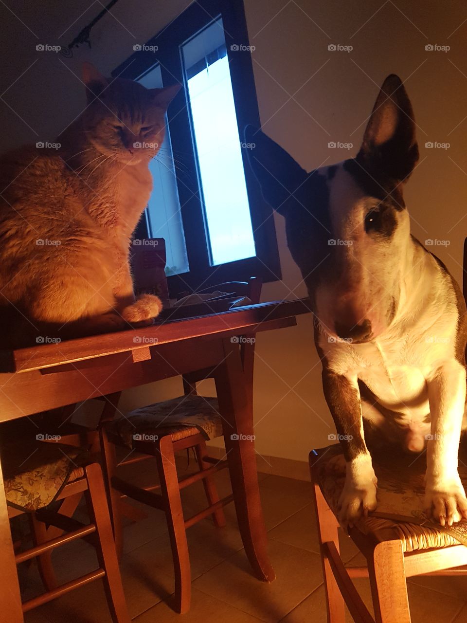 Cat et Dog