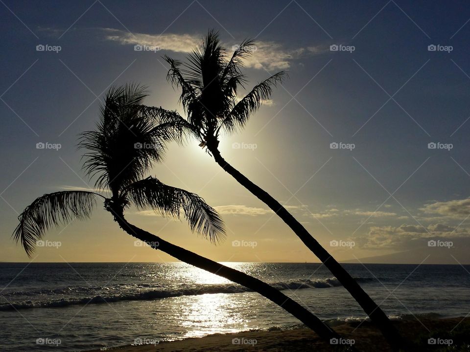 Silhouette of trees near sea at sunset