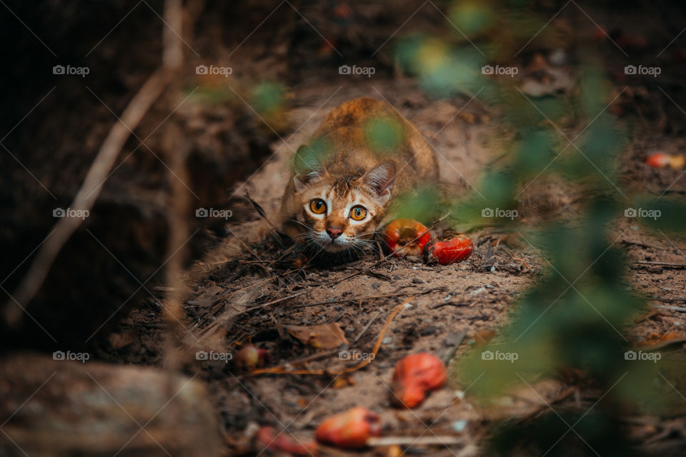 Vietnamese red cat hunts in the garden