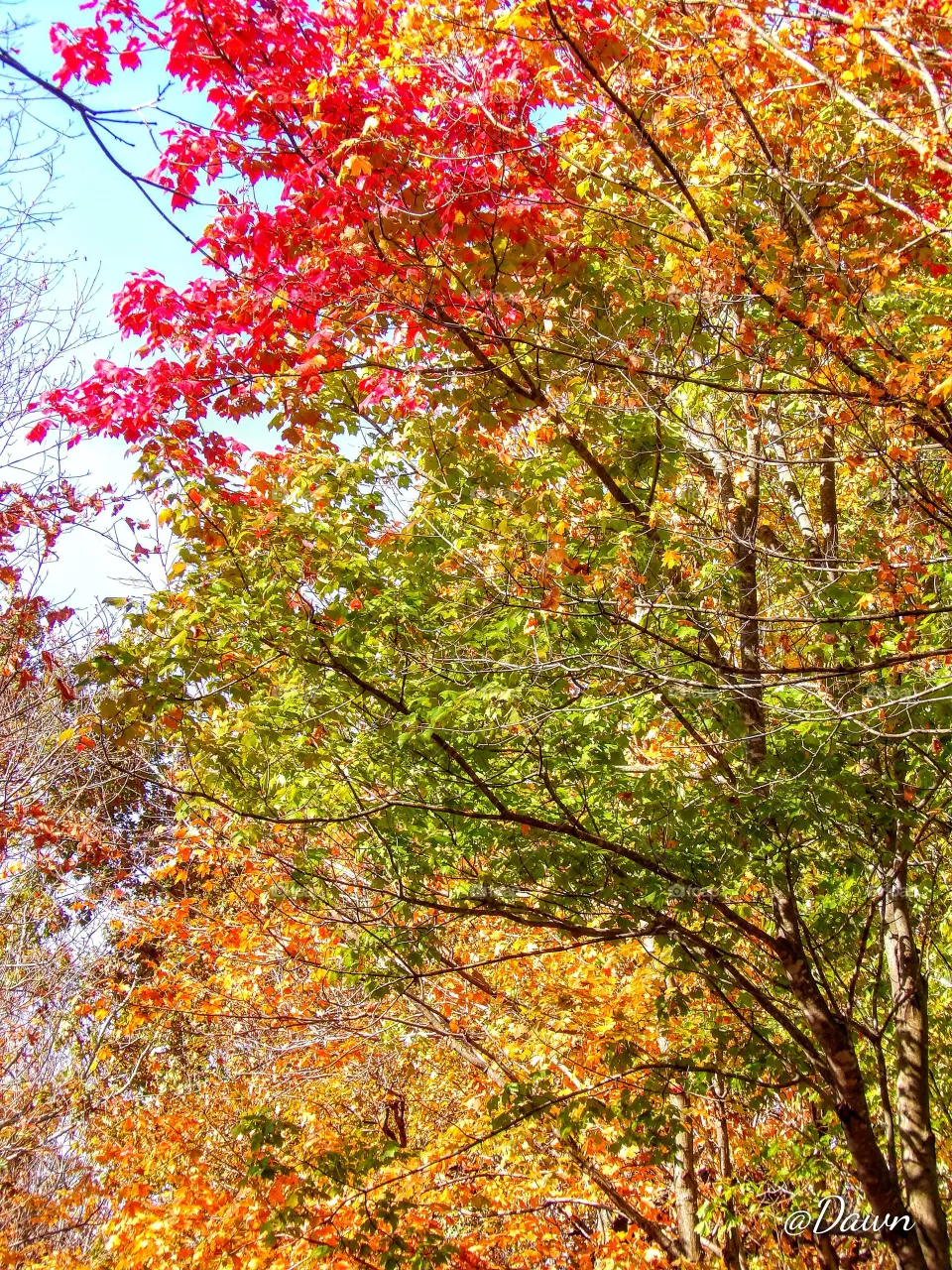 Fall Tree Trio