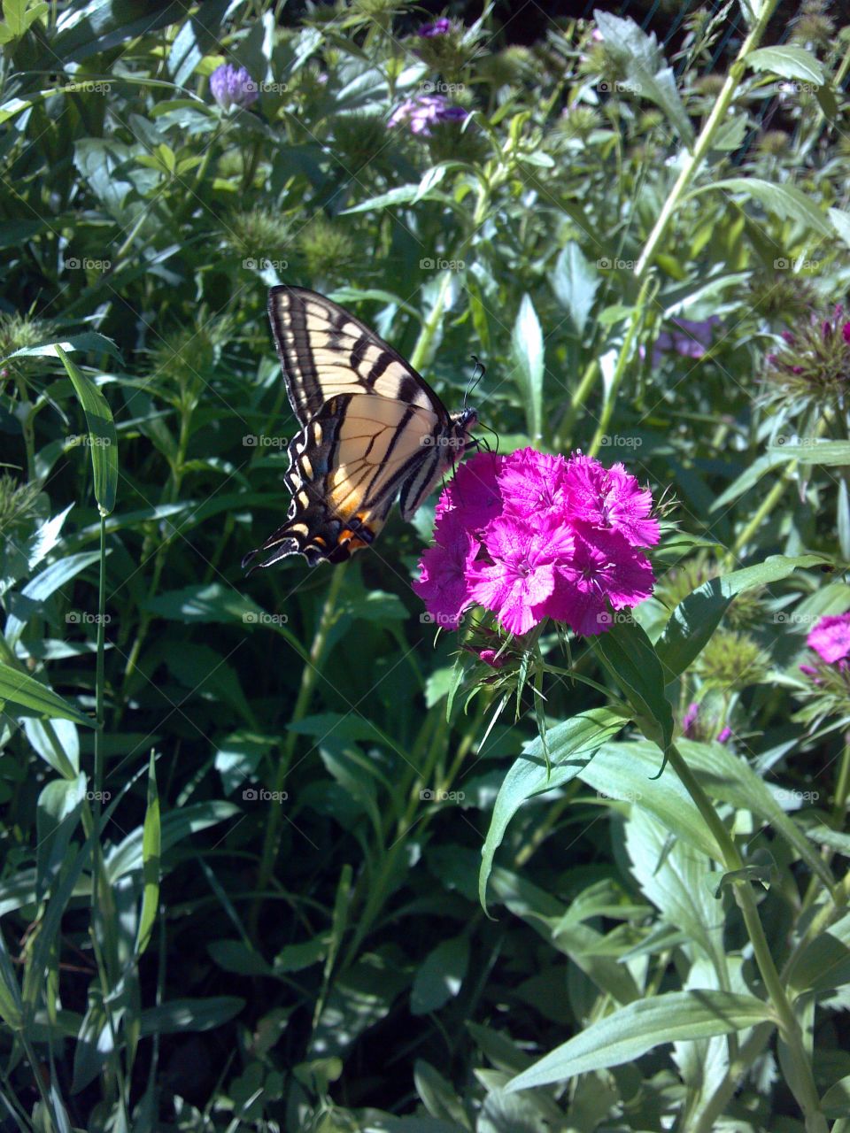 Butterfly, Nature, Insect, Summer, Flower