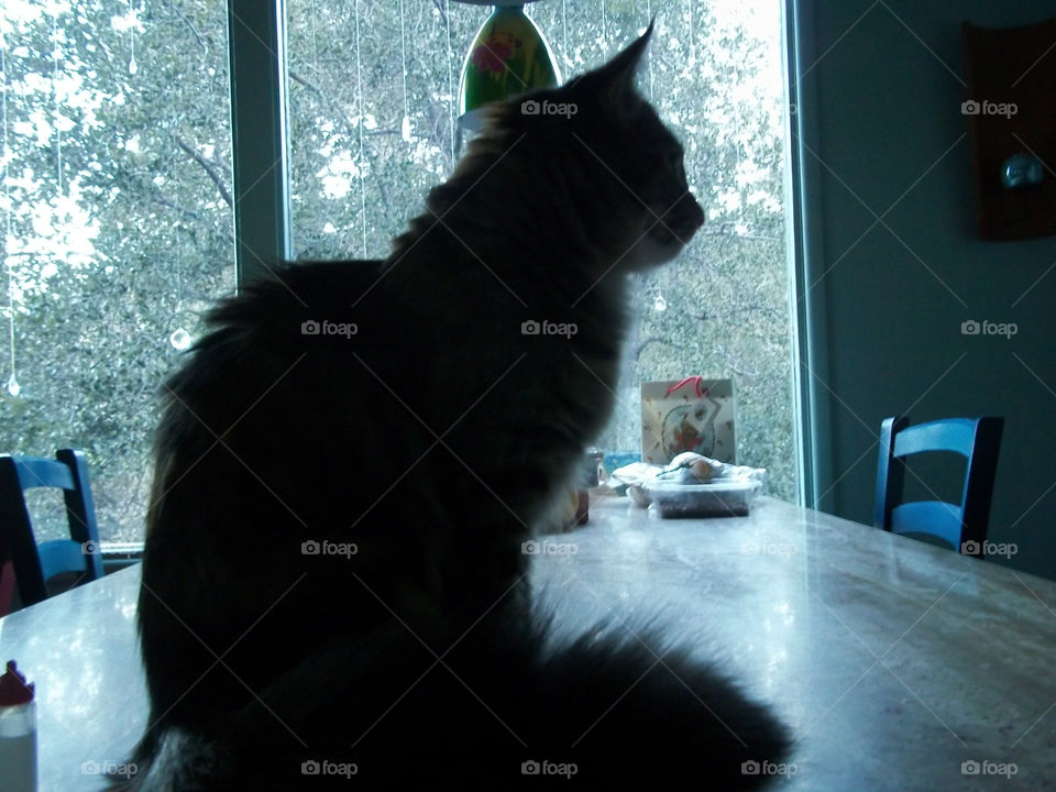 ourania the cat table shadow cat by emmanuelgr