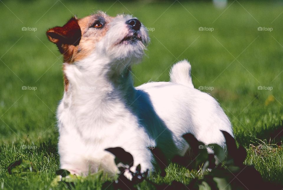 Cute jack russell