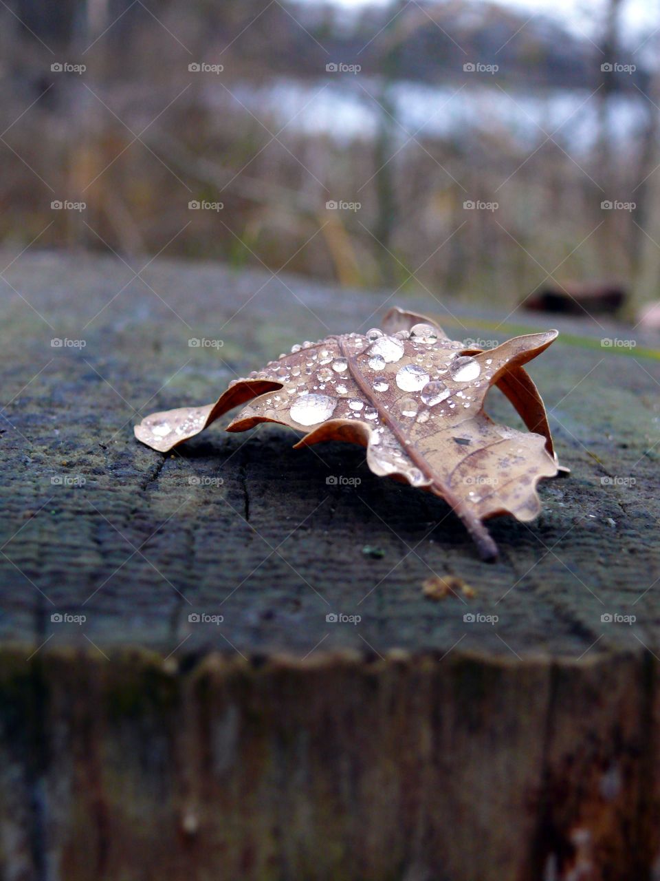 Close-up of dry autumn leaf with water drops on tree.