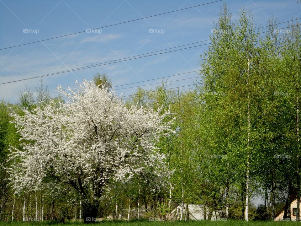 Tree, Landscape, Nature, Season, Flower