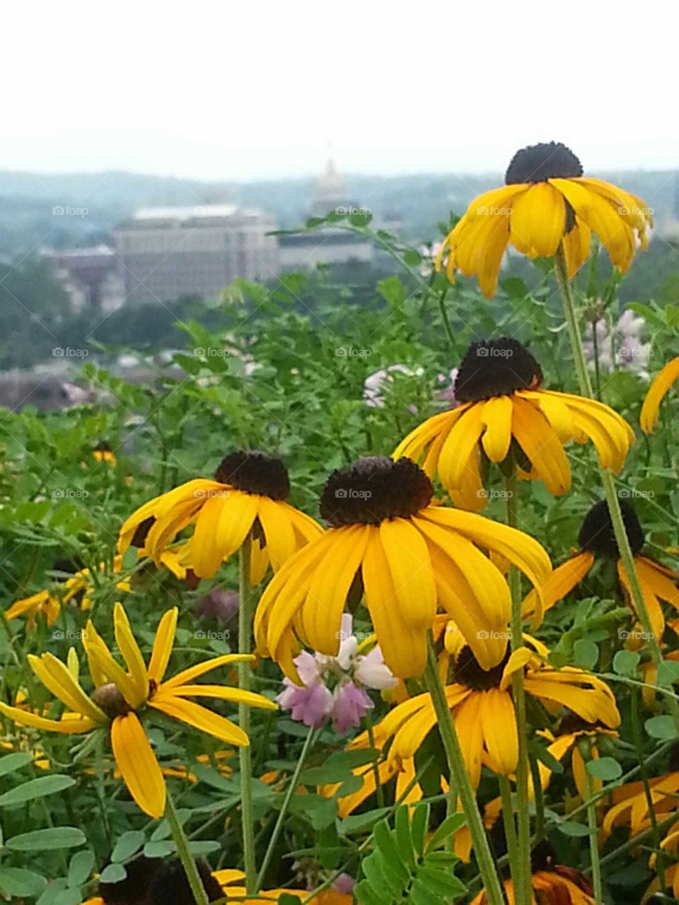 Urban flower garden overlooks the city below.