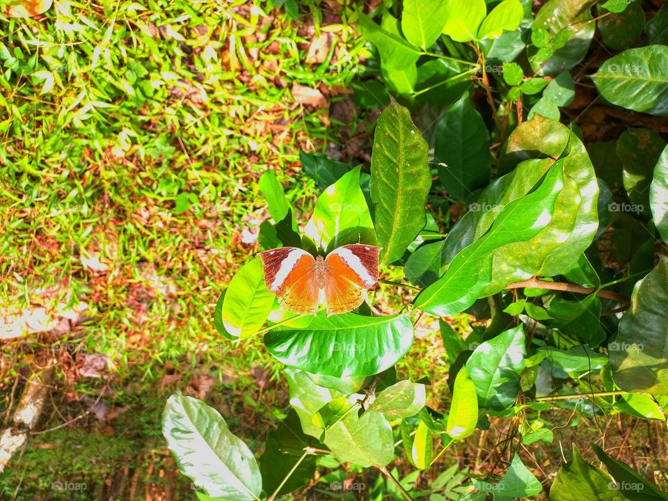 Beautiful butterfly perched on the leaf