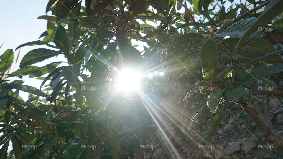 Lights#sun#nature#sunrise#trees