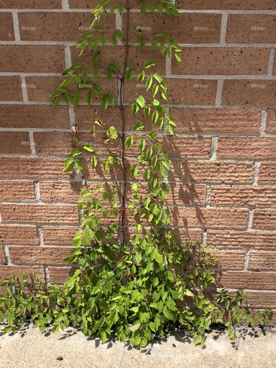 Flora growing in Tennessee climbing wall