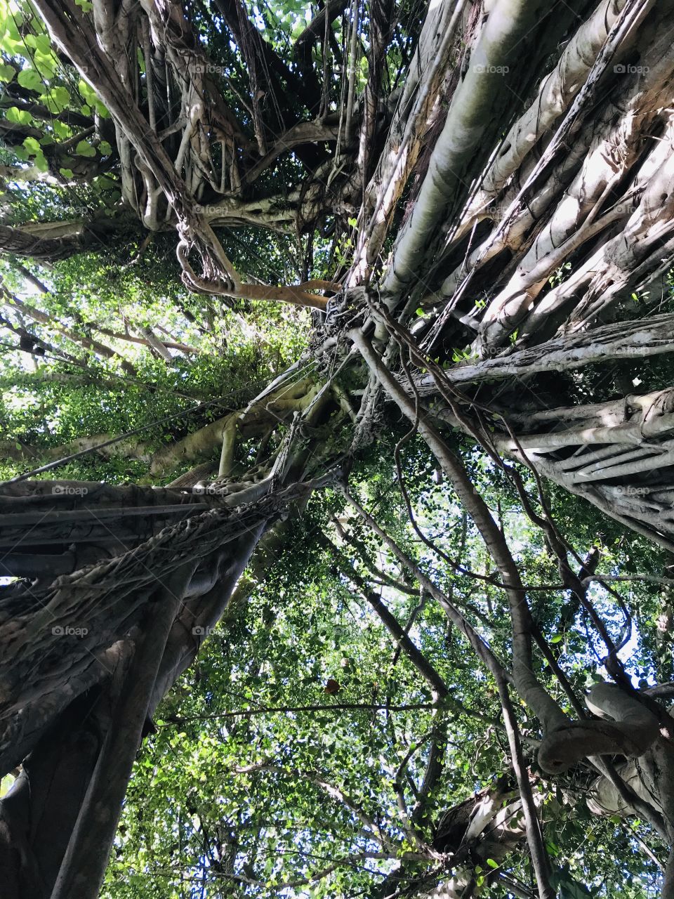 Old Banyan Tree, bottom looking up. Old trees of Hawaii. 