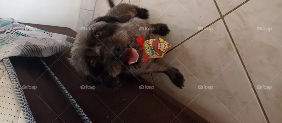my dog