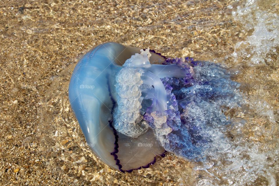 Blue jellyfish in the beach in Greece