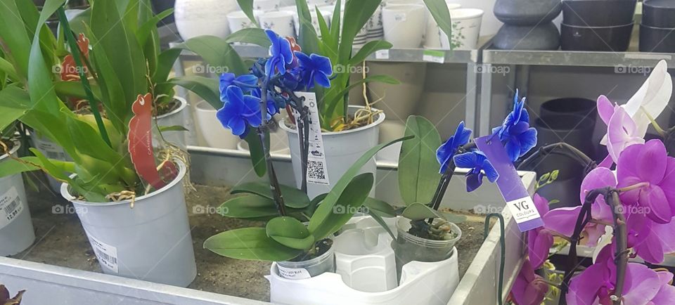blue orchidea