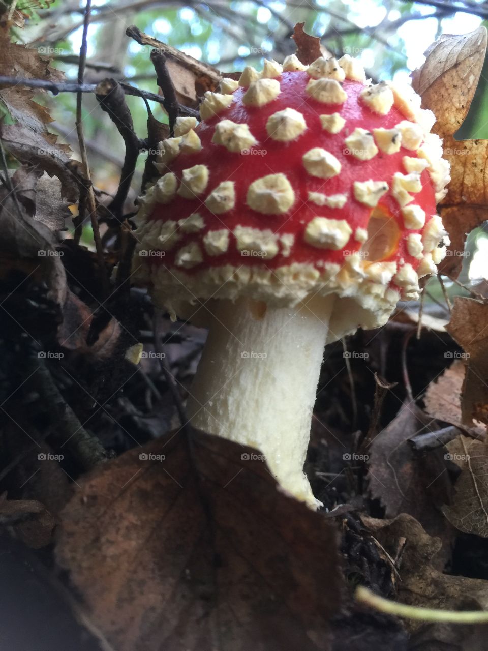 Autumn mushroom 1