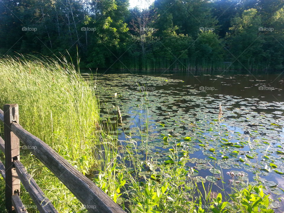 Pond 