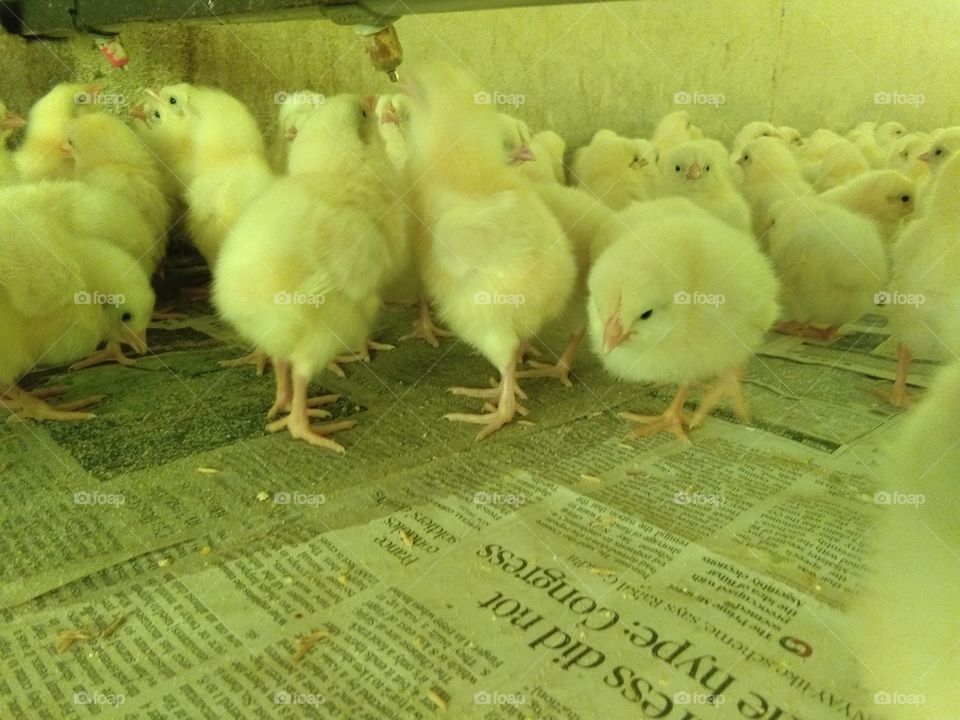 poultry chicks