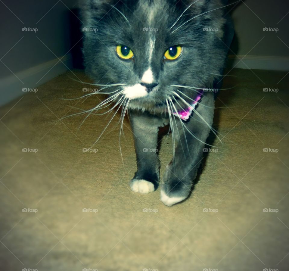 Cozy Bear after a trip to the salon.