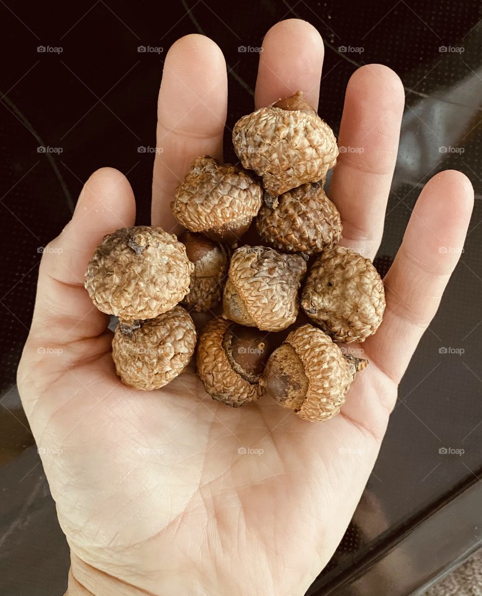 Huge acorns 