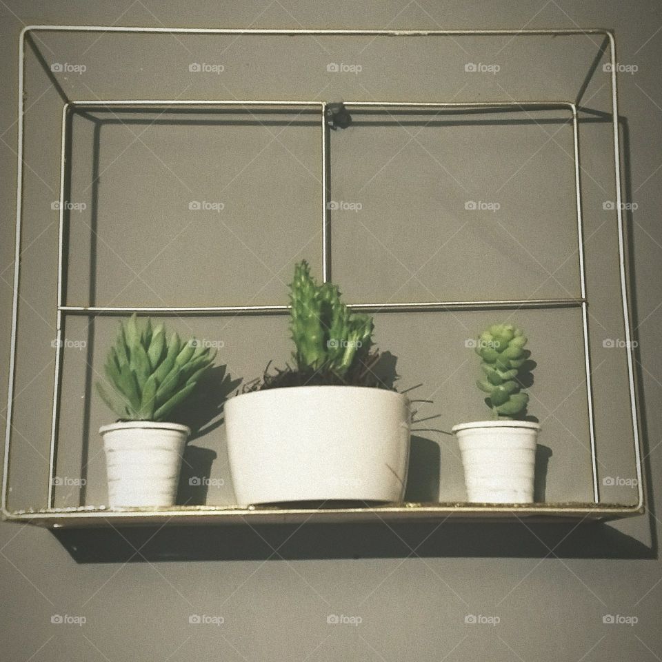 wall decor with succulents