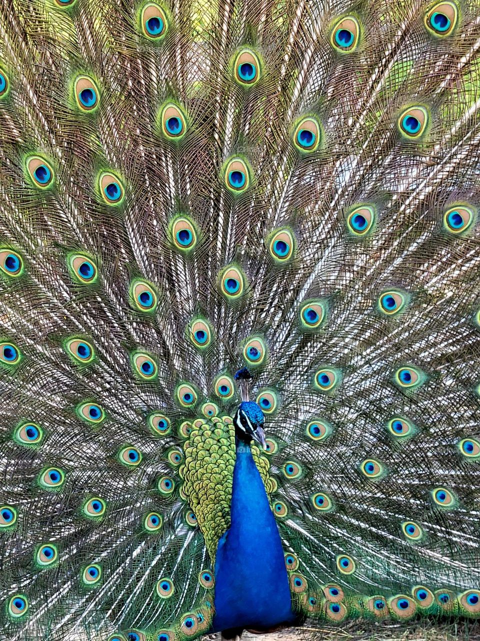 pretty peacock.