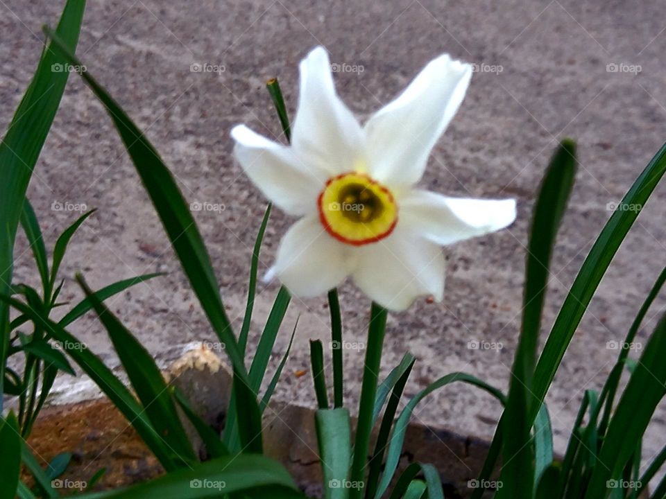 Nircissus' wings are white and beautiful